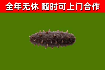 衡阳回收海参干